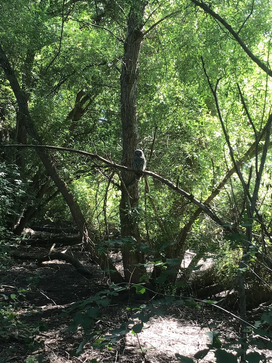 Barred Owl - ML478337371
