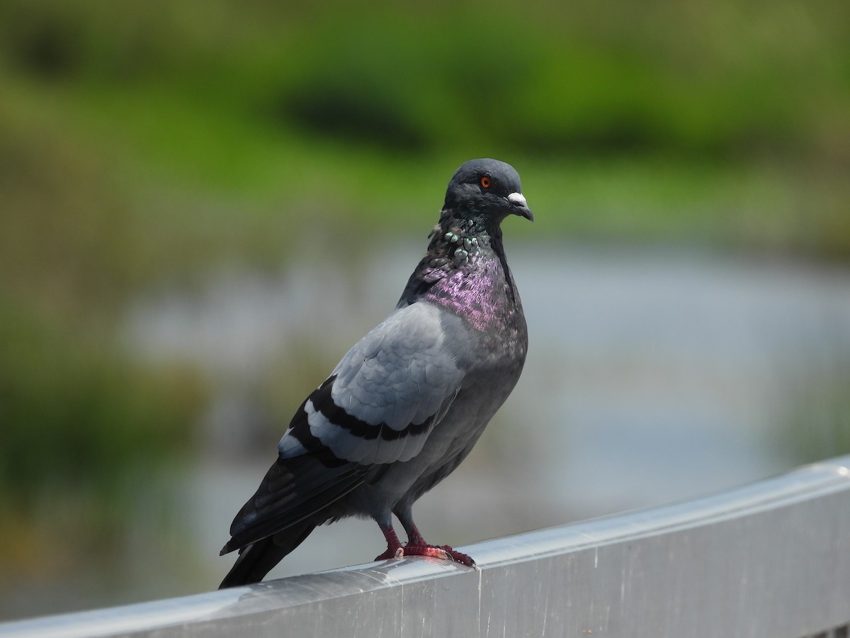 Rock Pigeon (Feral Pigeon) - Debbie Segal