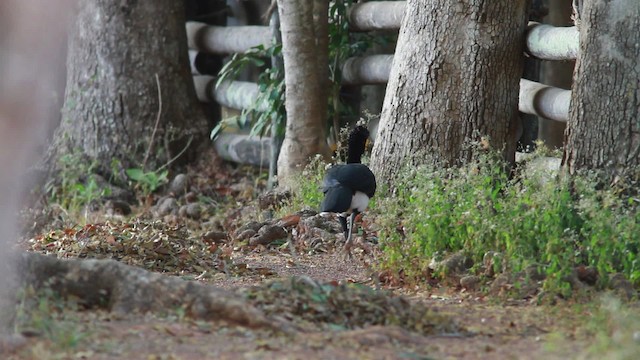 Yellow-knobbed Curassow - ML478338