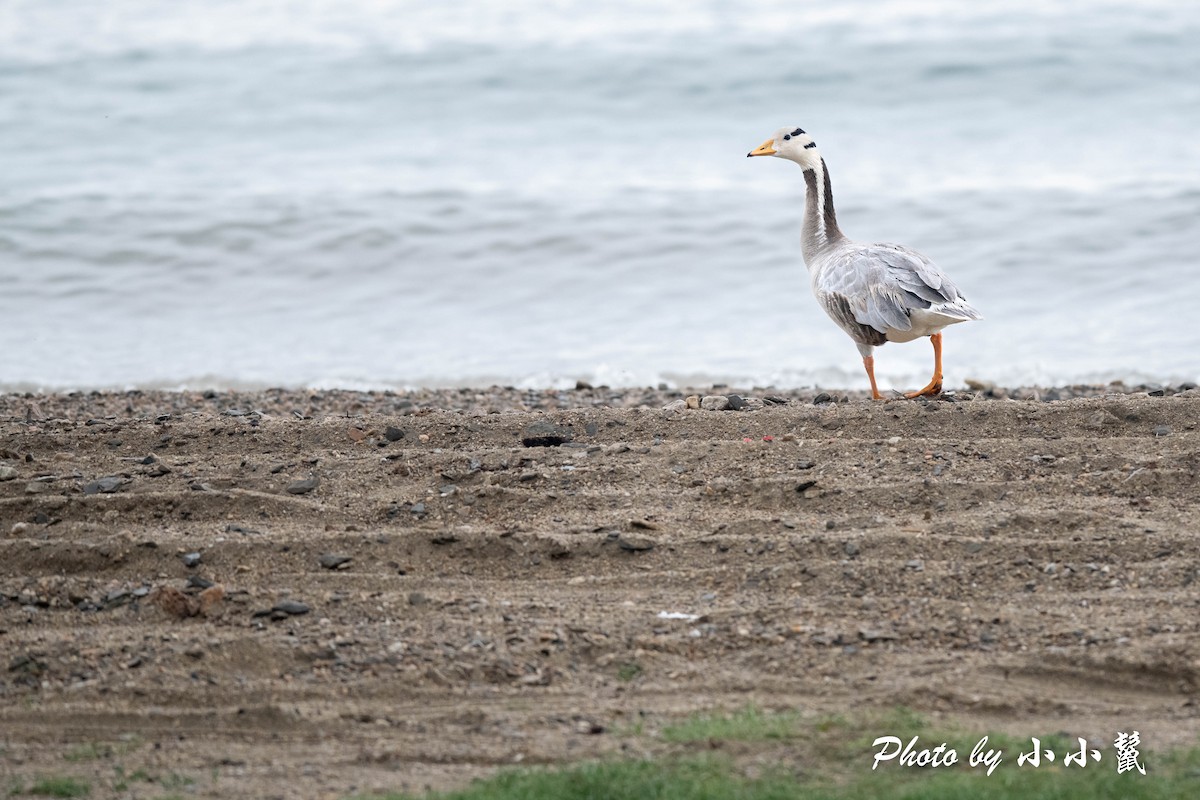 Bar-headed Goose - ML478338291