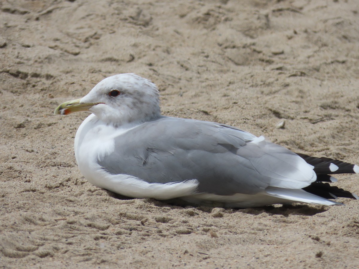 Gaviota Californiana - ML478338691