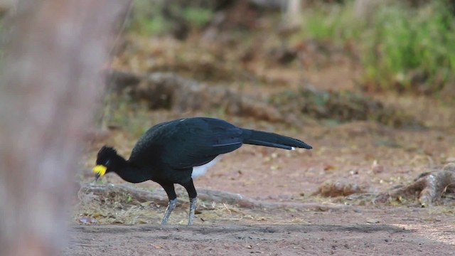 Yellow-knobbed Curassow - ML478339