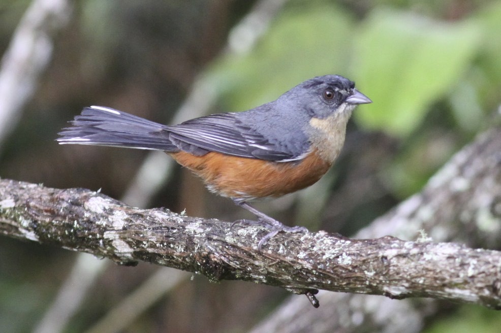 Buff-throated Warbling Finch - Knut Hansen