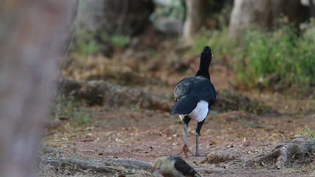 Yellow-knobbed Curassow - ML478340