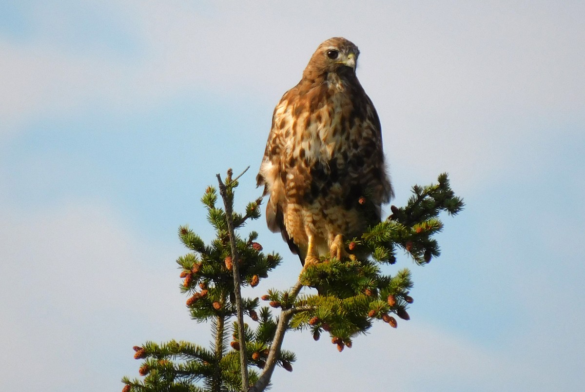 Red-tailed Hawk - Scott Thomson