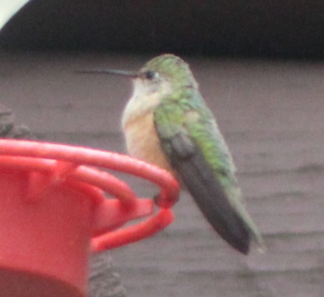 Broad-tailed Hummingbird - ML478341371