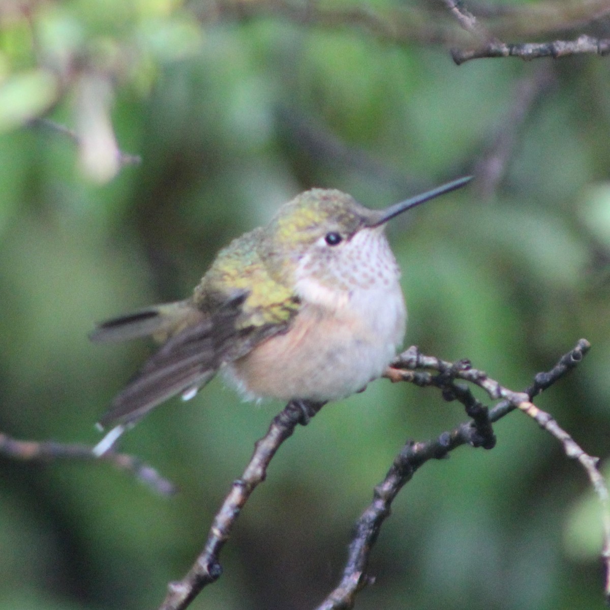 Broad-tailed Hummingbird - ML478341381