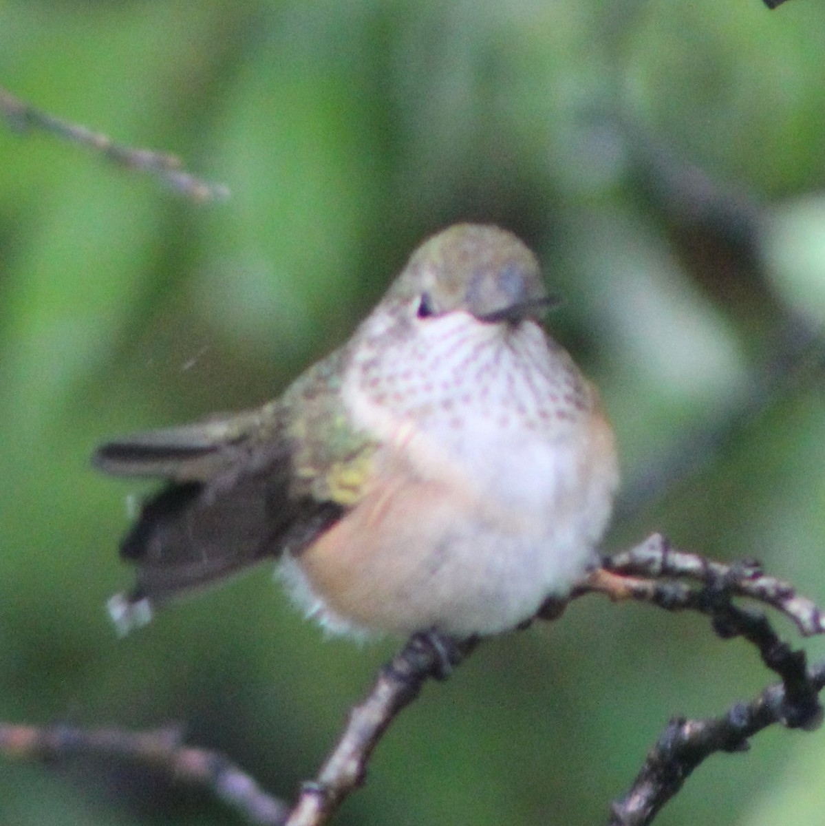 Broad-tailed Hummingbird - ML478341391