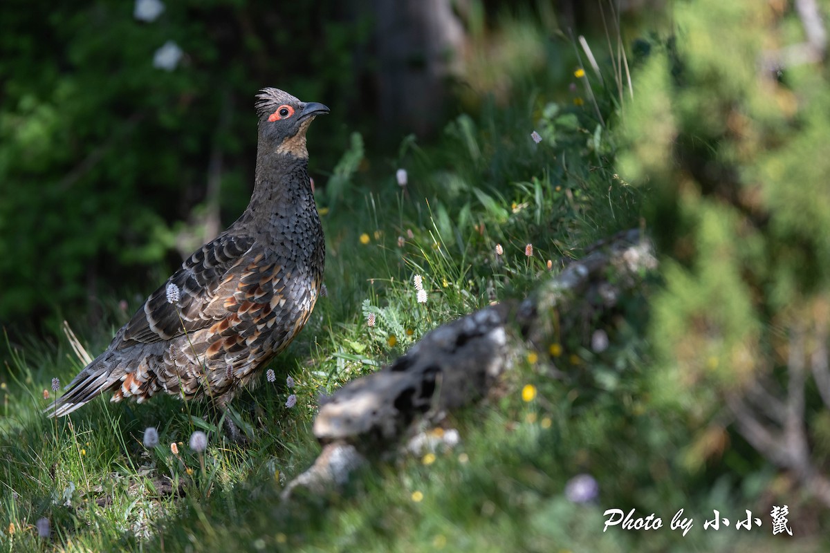 Buff-throated Monal-Partridge - Hanyang Ye