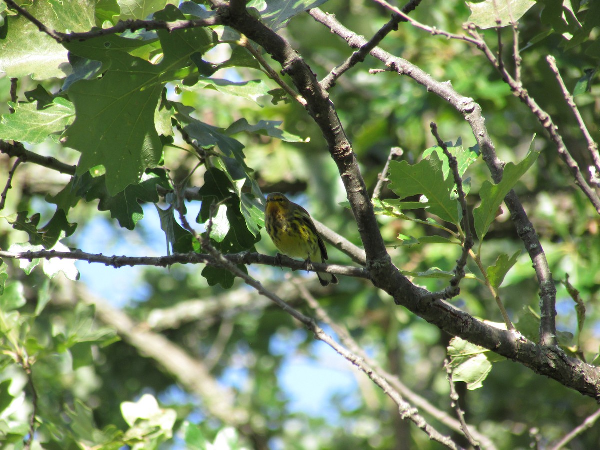 Cape May Warbler - Morgan Rodenborg