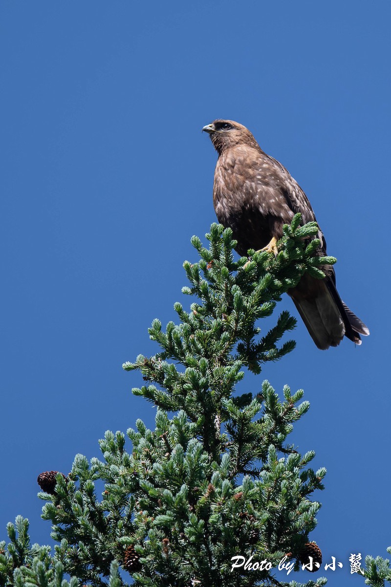 Himalayan Buzzard - Hanyang Ye