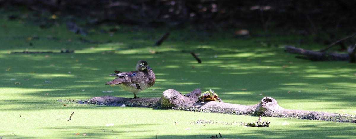 Wood Duck - ML478342461