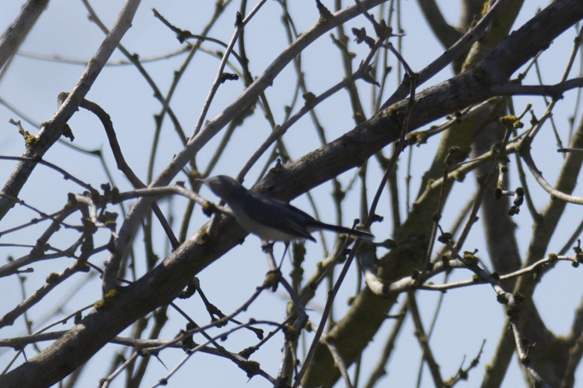 Blue-gray Gnatcatcher - ML47834261