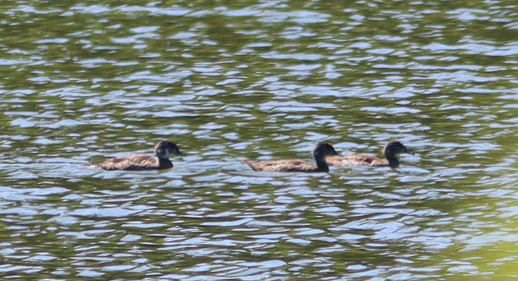 Wood Duck - ML478342631