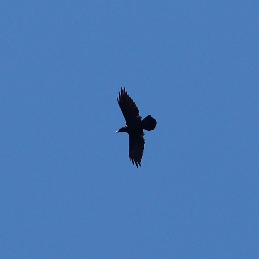 Common Raven - ML478342951