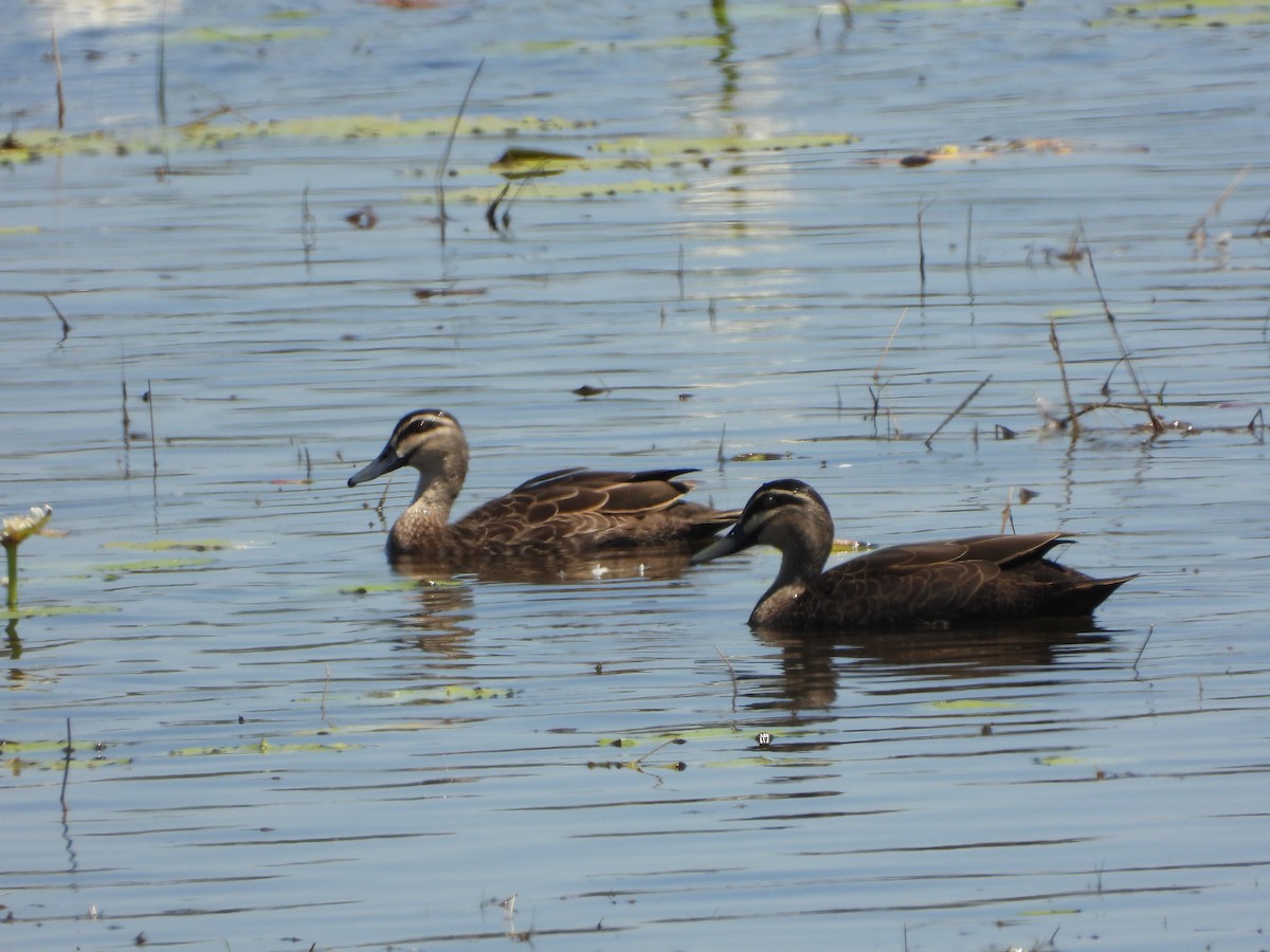 Pacific Black Duck - ML478343591