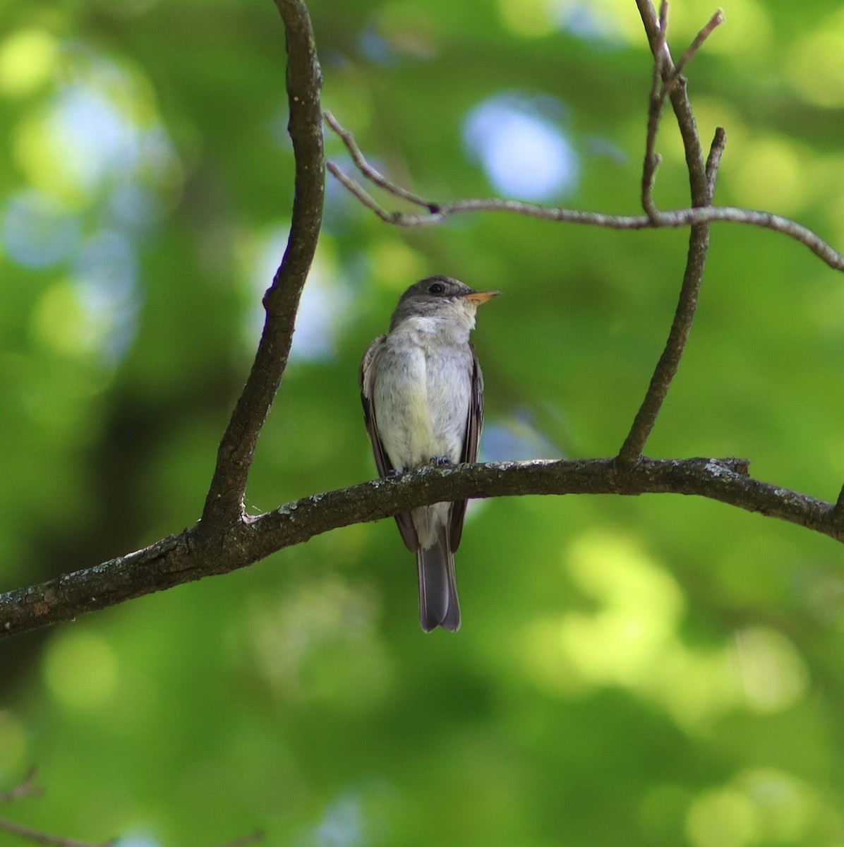 Eastern Wood-Pewee - ML478344261