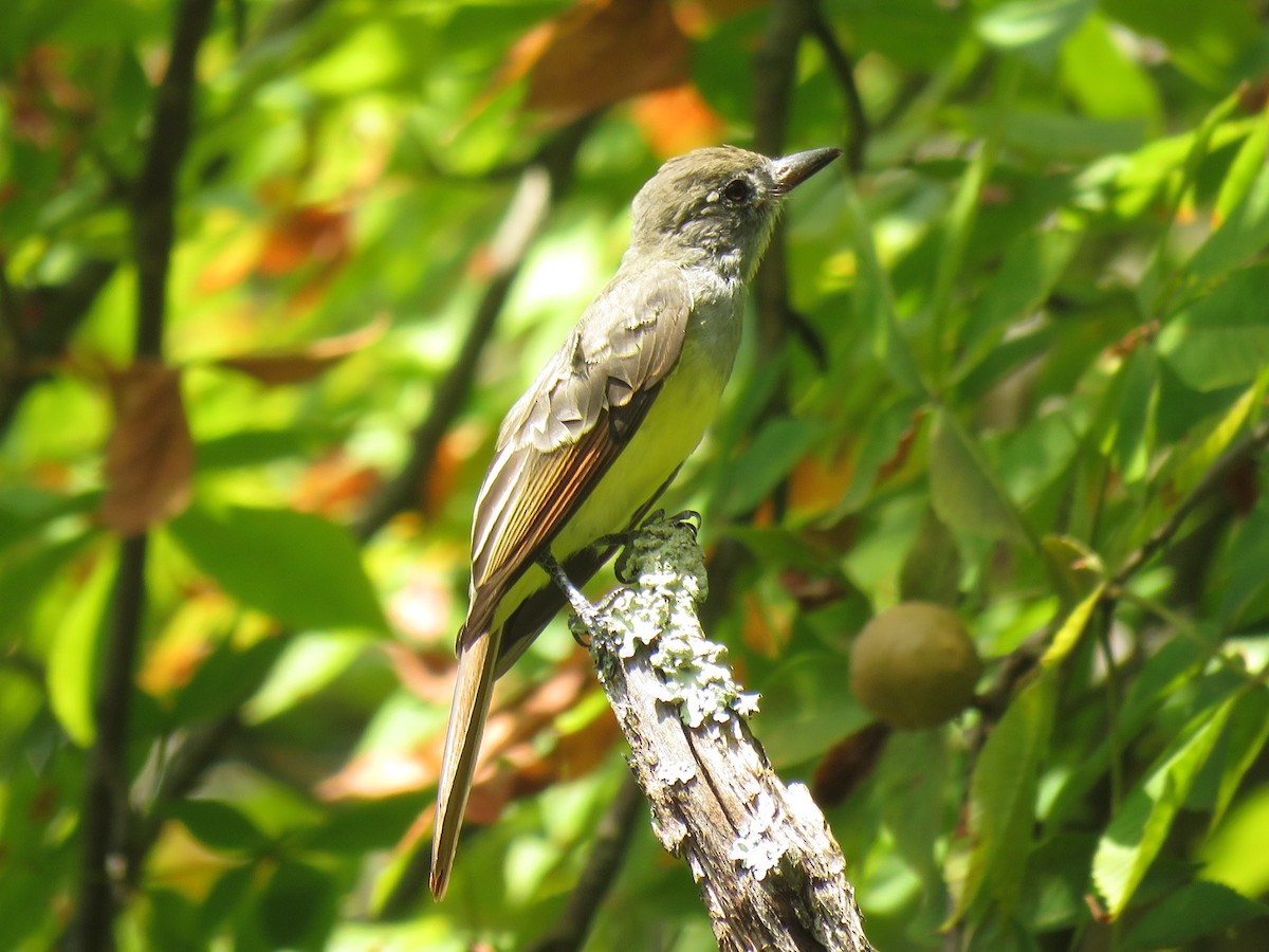 Great Crested Flycatcher - ML478344791