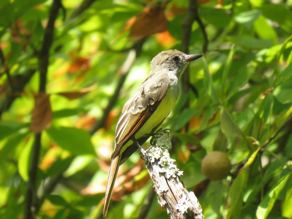 Great Crested Flycatcher - ML478344801