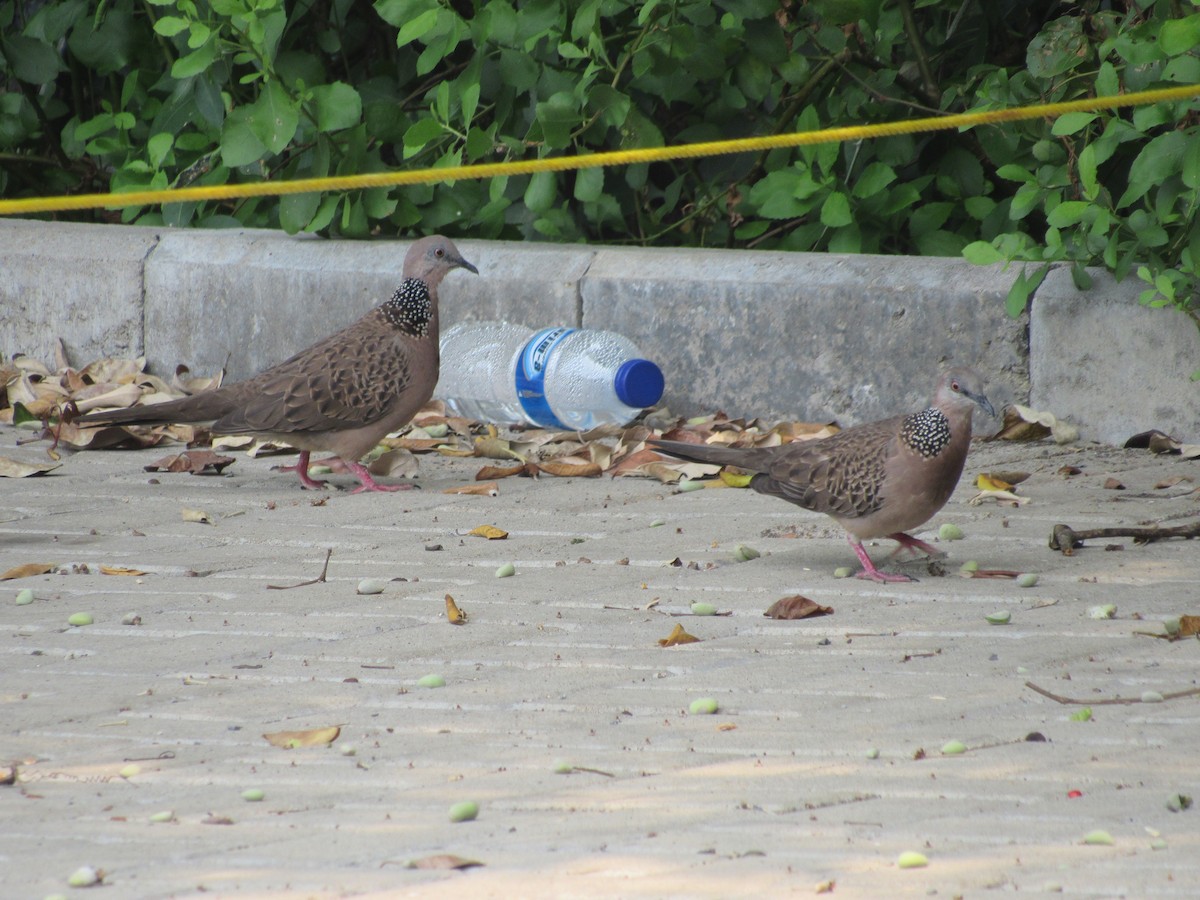 Spotted Dove - Elliot Nelson