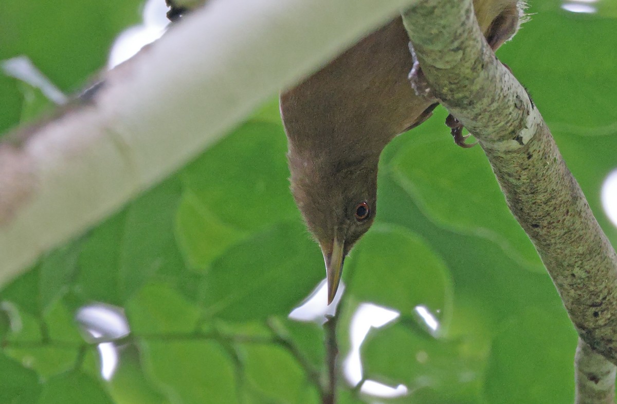 Tawny Straightbill - ML478347061