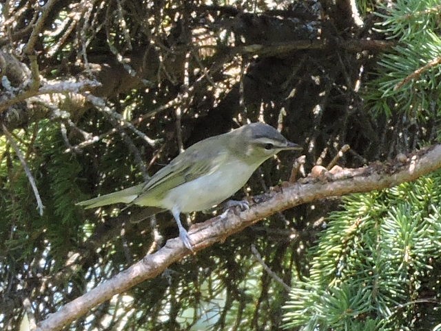 Rotaugenvireo - ML478347161