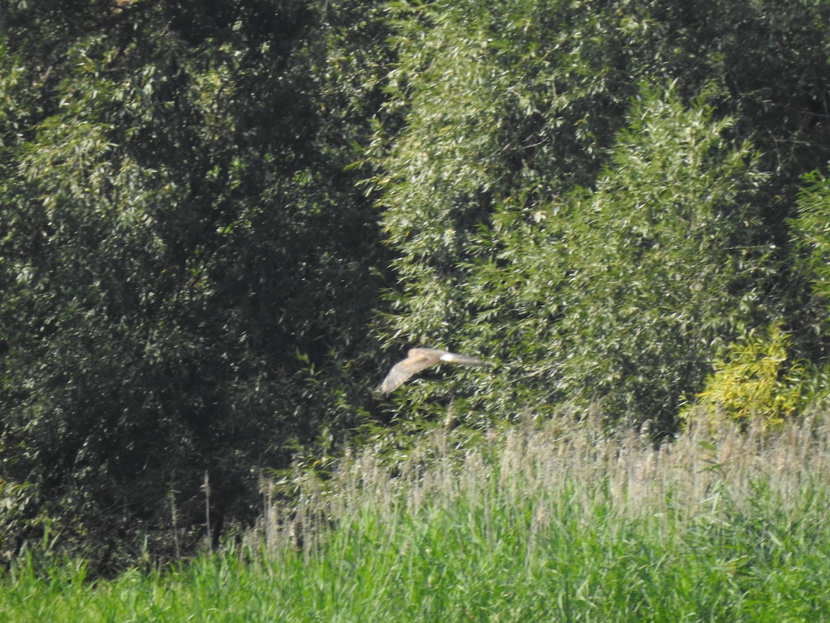 Northern Harrier - ML478347641