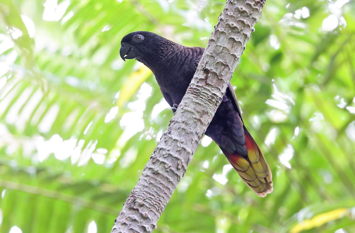 Black Lory - ML478347771