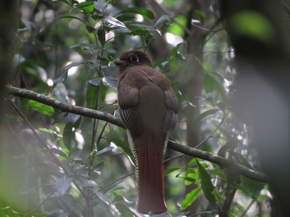 Atlantic Black-throated Trogon - ML478347851