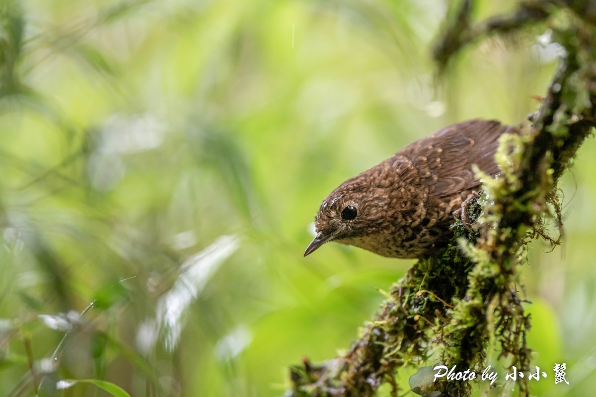 Scaly-breasted Cupwing (Chinese) - ML478349081