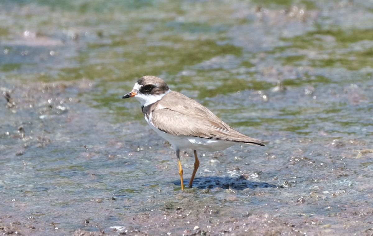 Semipalmated Plover - ML478349151