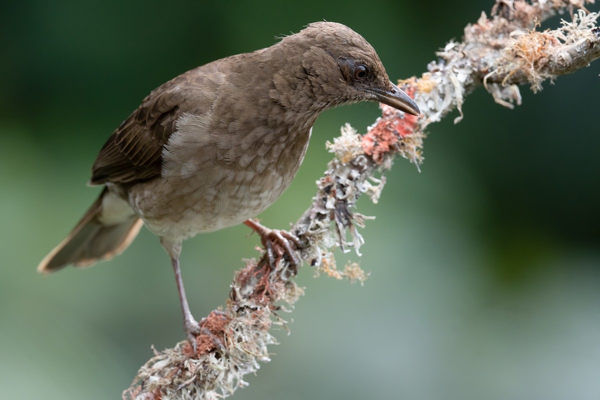 Black-billed Thrush - ML478349941