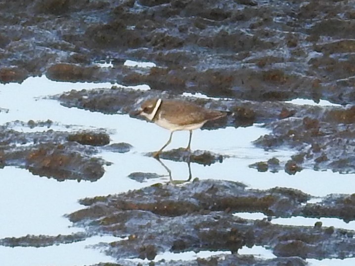 Semipalmated Plover - ML478350171