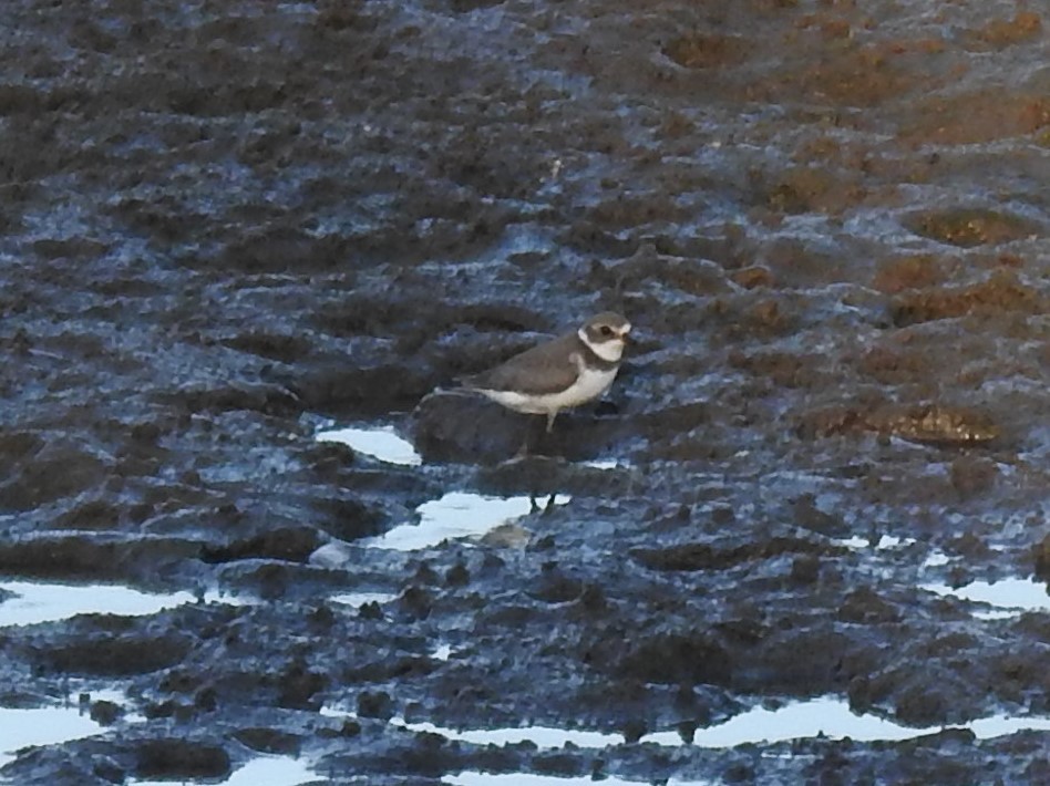 Semipalmated Plover - ML478350181