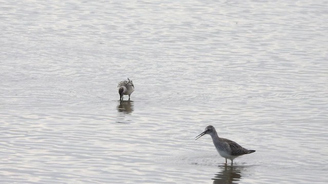 Stilt Sandpiper - ML478350801