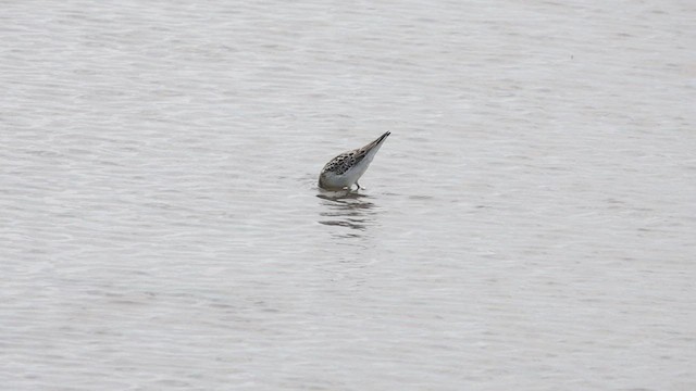 Stilt Sandpiper - ML478350831