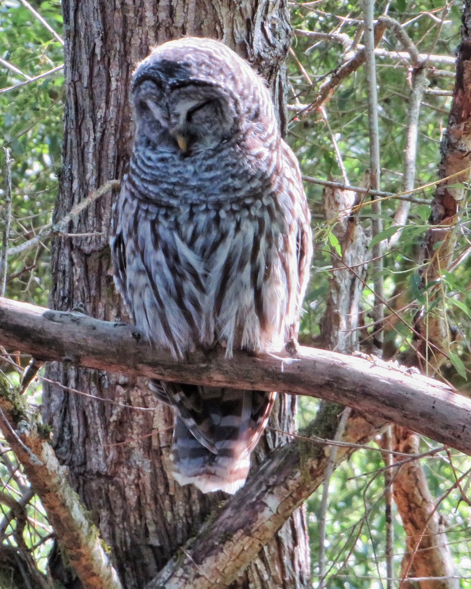 Barred Owl - ML478351351