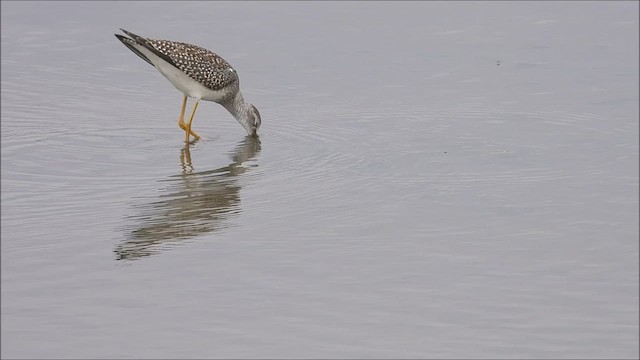 Lesser Yellowlegs - ML478351621