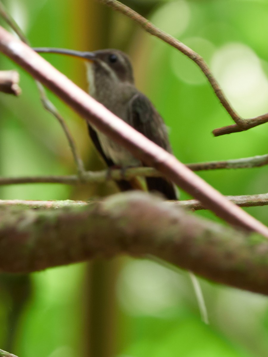 kolibřík běloknírkový - ML478351771