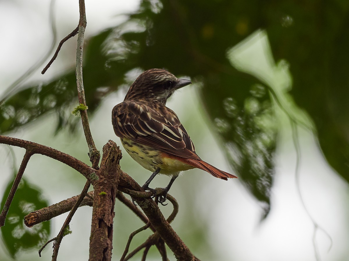 Sulphur-bellied Flycatcher - Randy Countryman