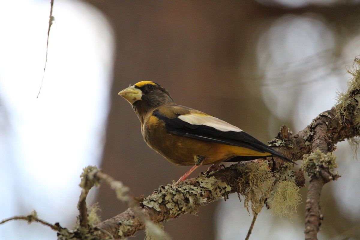 Evening Grosbeak - ML478353671