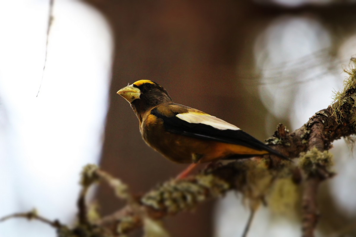 Evening Grosbeak - ML478353681