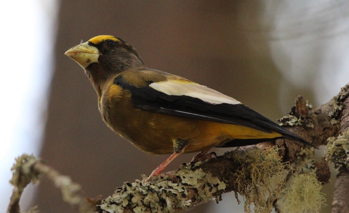 Evening Grosbeak - ML478353691