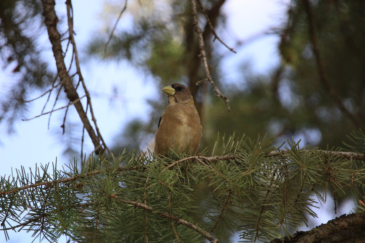 Evening Grosbeak - ML478353701