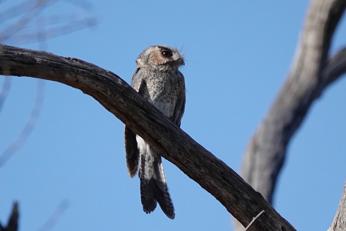 Australian Owlet-nightjar - ML478353711