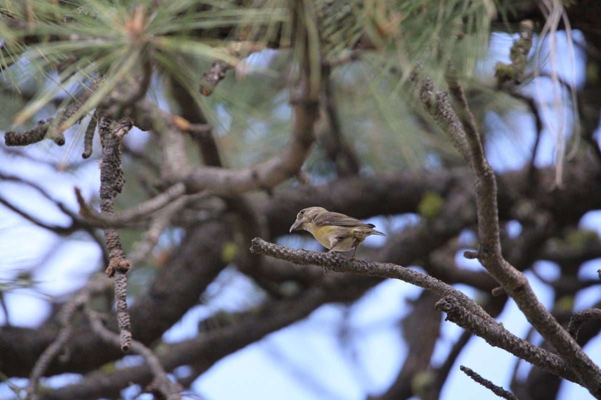 Red Crossbill - Jameson Hawkins-Kimmel