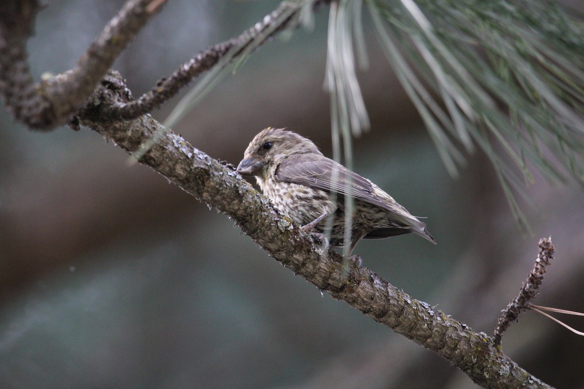 Red Crossbill - ML478353791