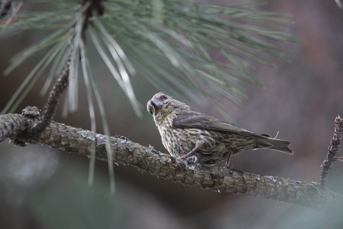 Red Crossbill - ML478353801