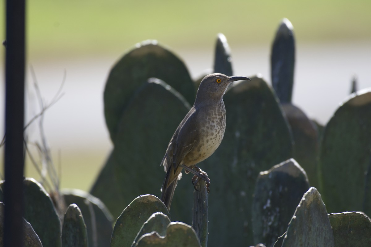 Curve-billed Thrasher - ML47835381