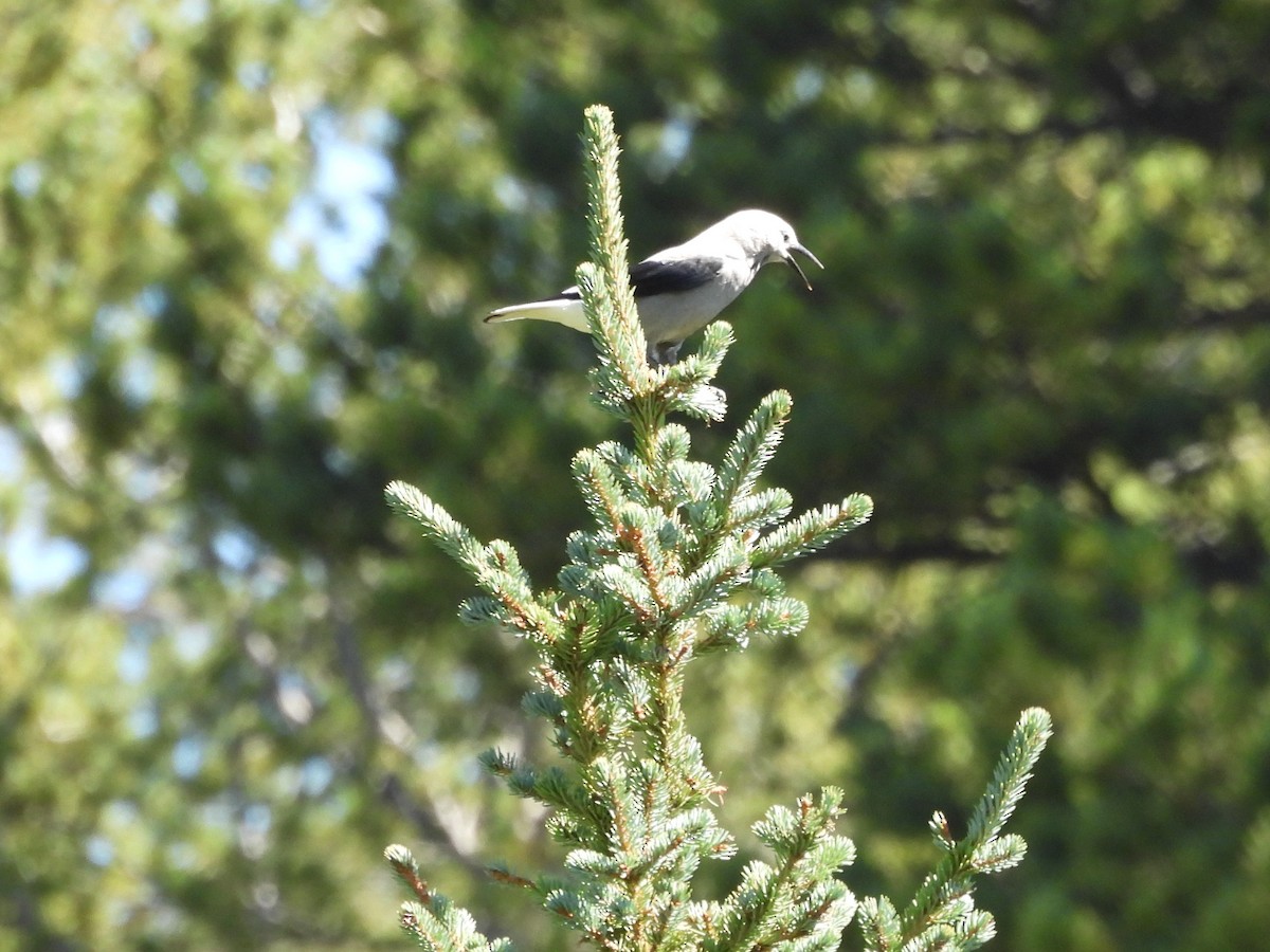 Clark's Nutcracker - ML478354221